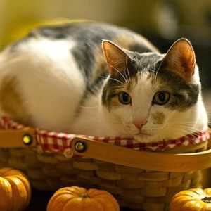 Meet your Posher, Sheila